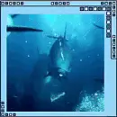 dolphins