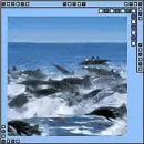 dolphins