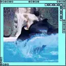 dolphins