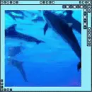 dolphins
