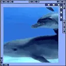 dolphins