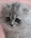 kitten