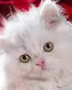 kitten