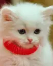 kitten