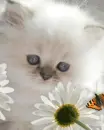 kitten