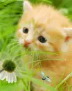 kitten