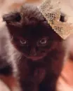 kitten