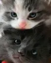 kittens