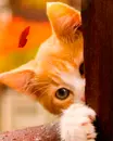 kitten