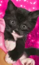 kitten