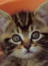 kitten