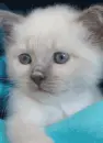 kitten