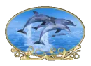 dolphin snow globe