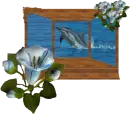 dolphins