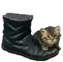 kittens and a boot