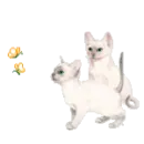 kittens