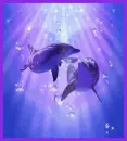 dolphins