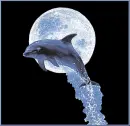 dolphin
