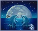 dolphins at moon lit