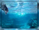 dolphin