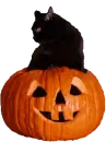 pumpkin cat