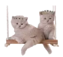 kittens