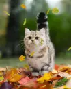 cat playing in the leaves