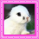 bunny