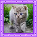 kitten