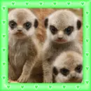 meerkat