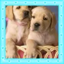 puppies