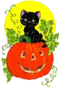 black cat