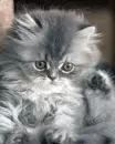 kitten