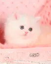 kitten