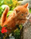 kitten