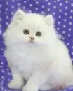 kitten