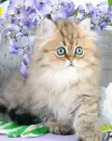 kitten