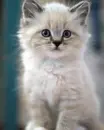 kitten