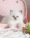 kitten