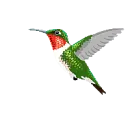 hummingbird