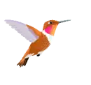 hummingbird