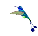 hummingbird
