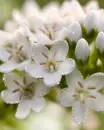 white flowers