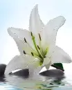white flower