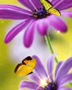 purple flowers