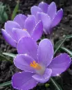 purple crocus