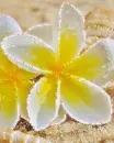 yellow and white flowers