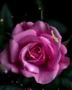 mavue rose