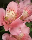 pink flowers