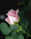 pink rose
